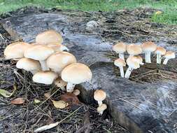 Image of Cyclocybe cylindracea (DC.) Vizzini & Angelini 2014