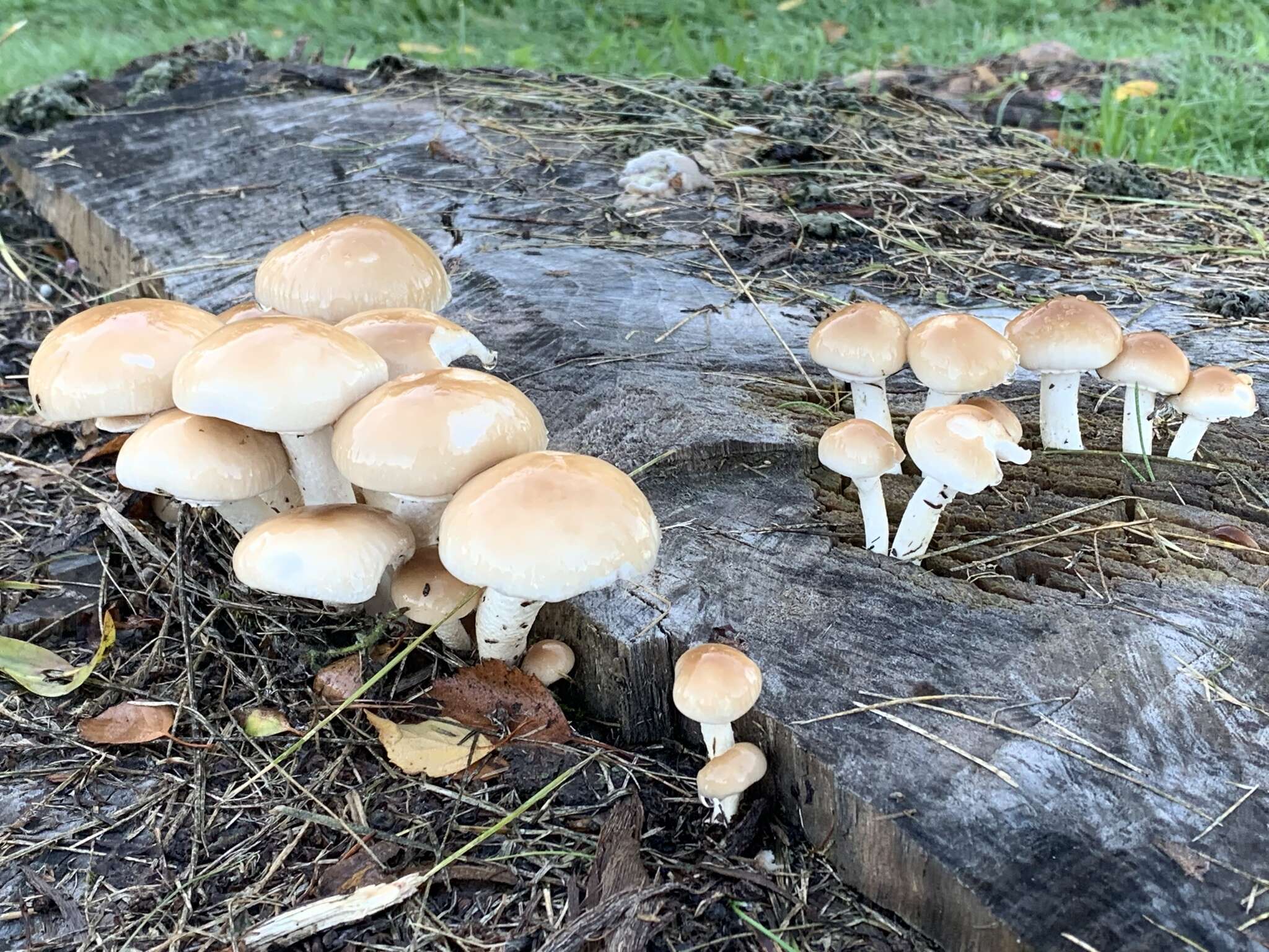 Image of Cyclocybe cylindracea (DC.) Vizzini & Angelini 2014