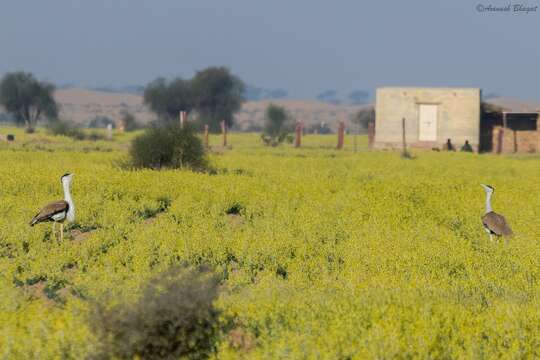 Image of Great Indian Bustard