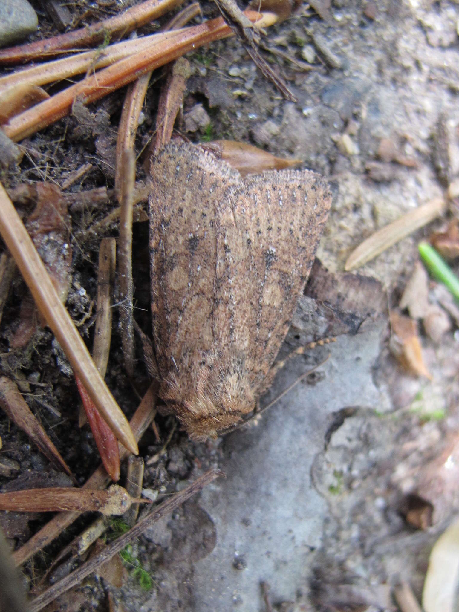 Image of Northern Scurfy Quaker Moth