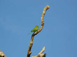 Image of Ring-necked Parakeet