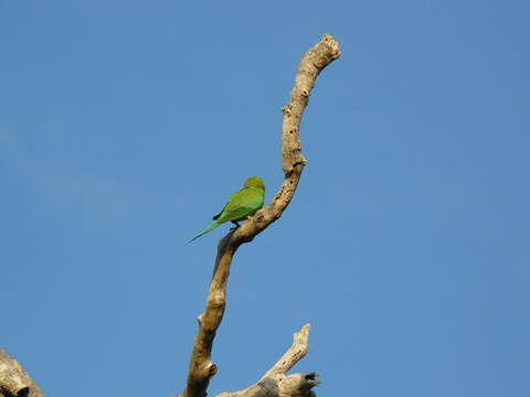 Image of Ring-necked Parakeet