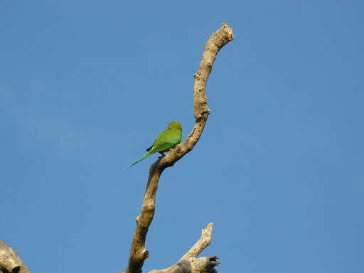 Image of Ring-necked Parakeet