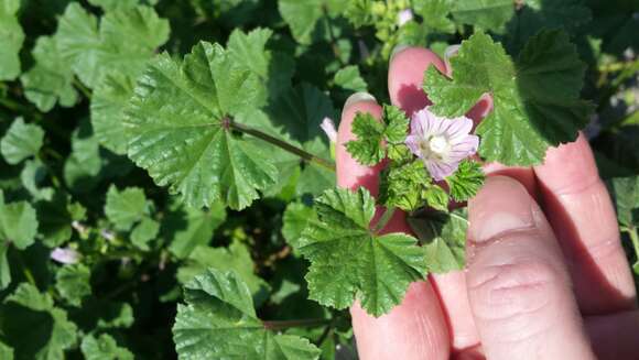 Image of common mallow