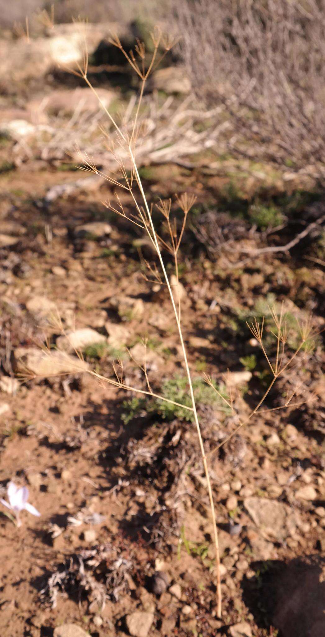 Imagem de Chamarea longipedicellata B. L. Burtt