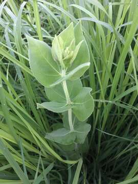 Image of ashy sunflower