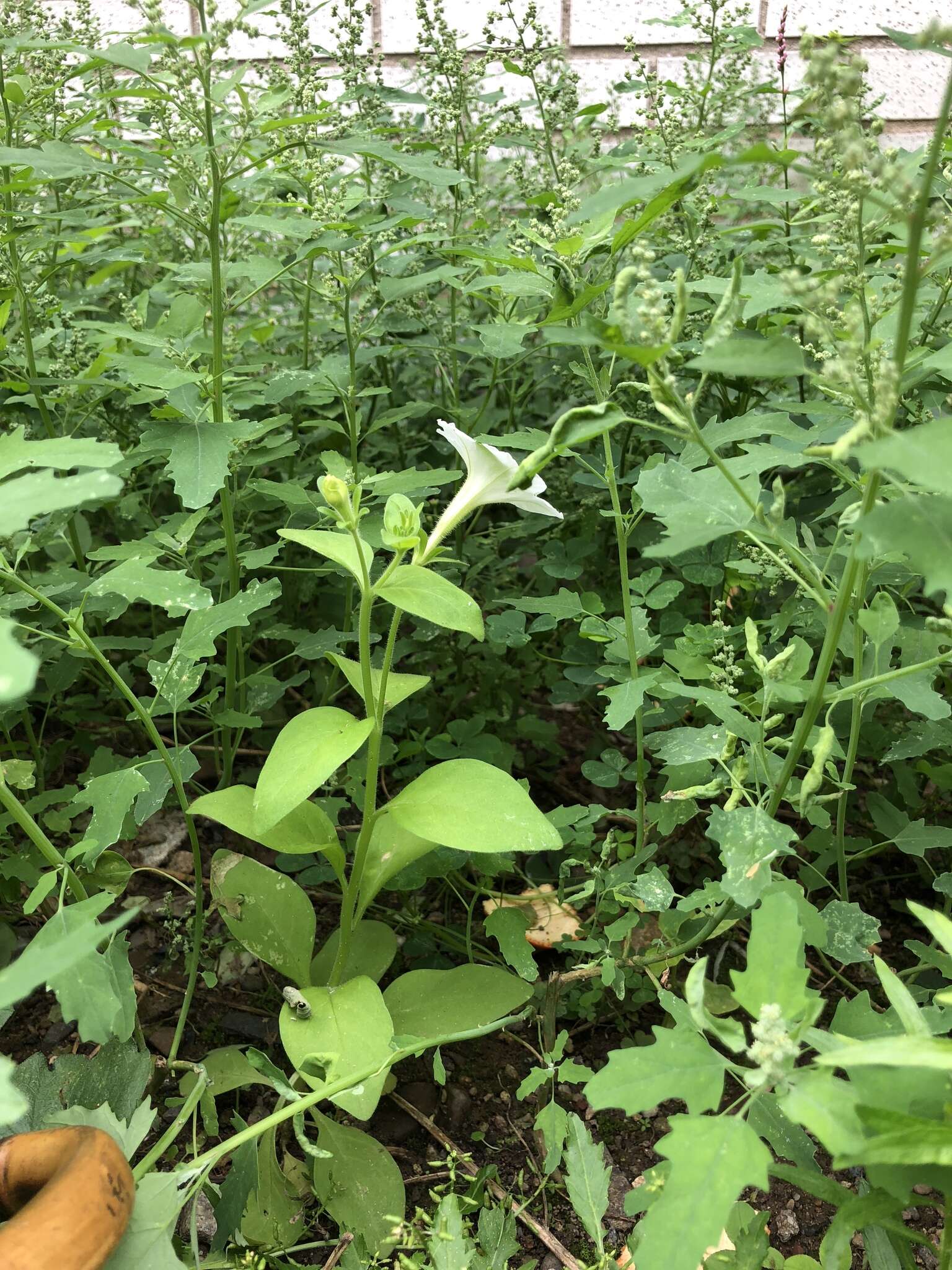 Imagem de Petunia atkinsiana D. Don ex Loud.