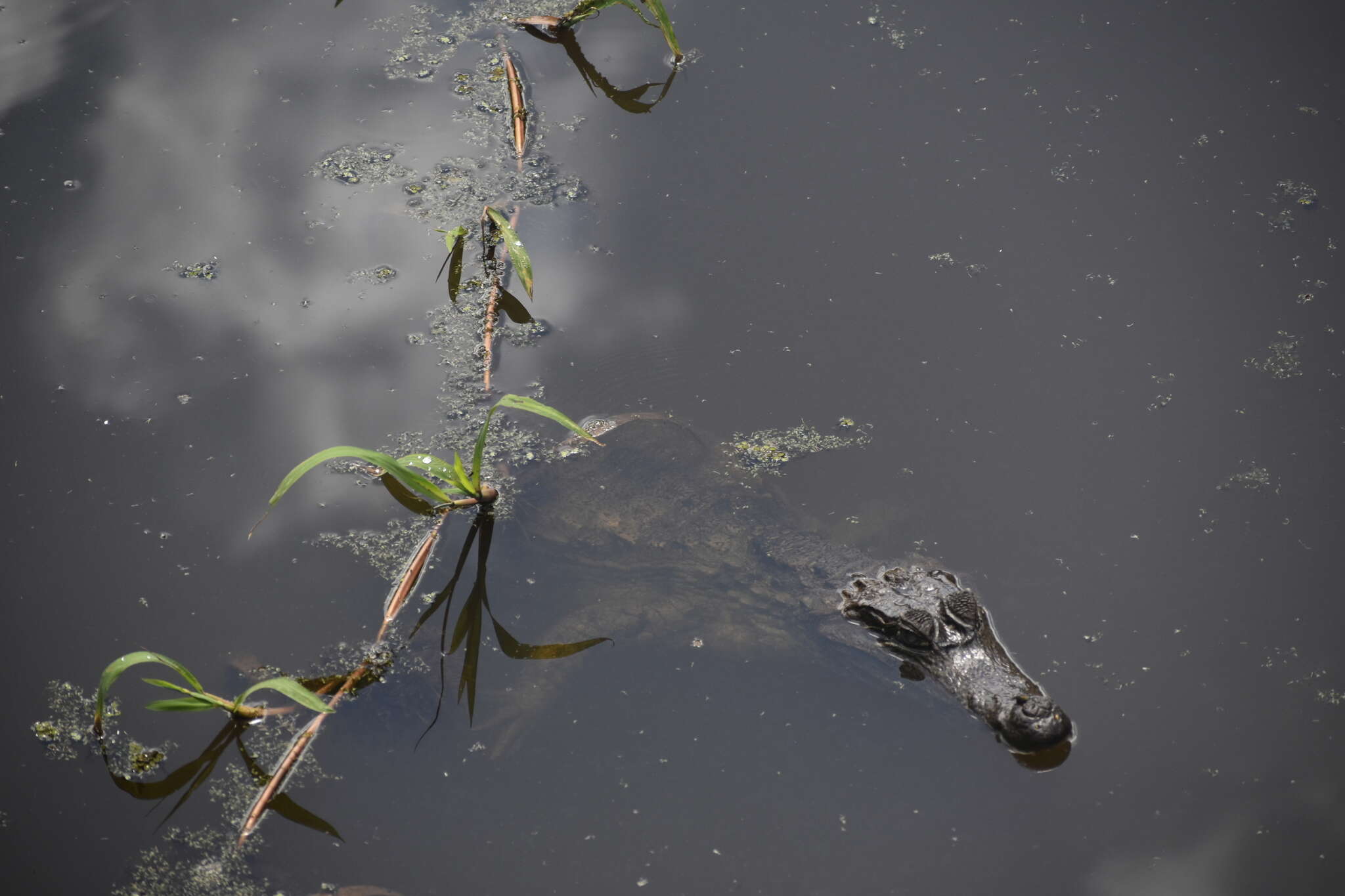 Image of South American Spectacled Caiman