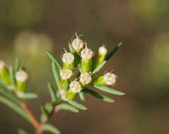 Homoranthus virgatus A. Cunn. ex Schau.的圖片