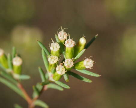 Homoranthus virgatus A. Cunn. ex Schau.的圖片