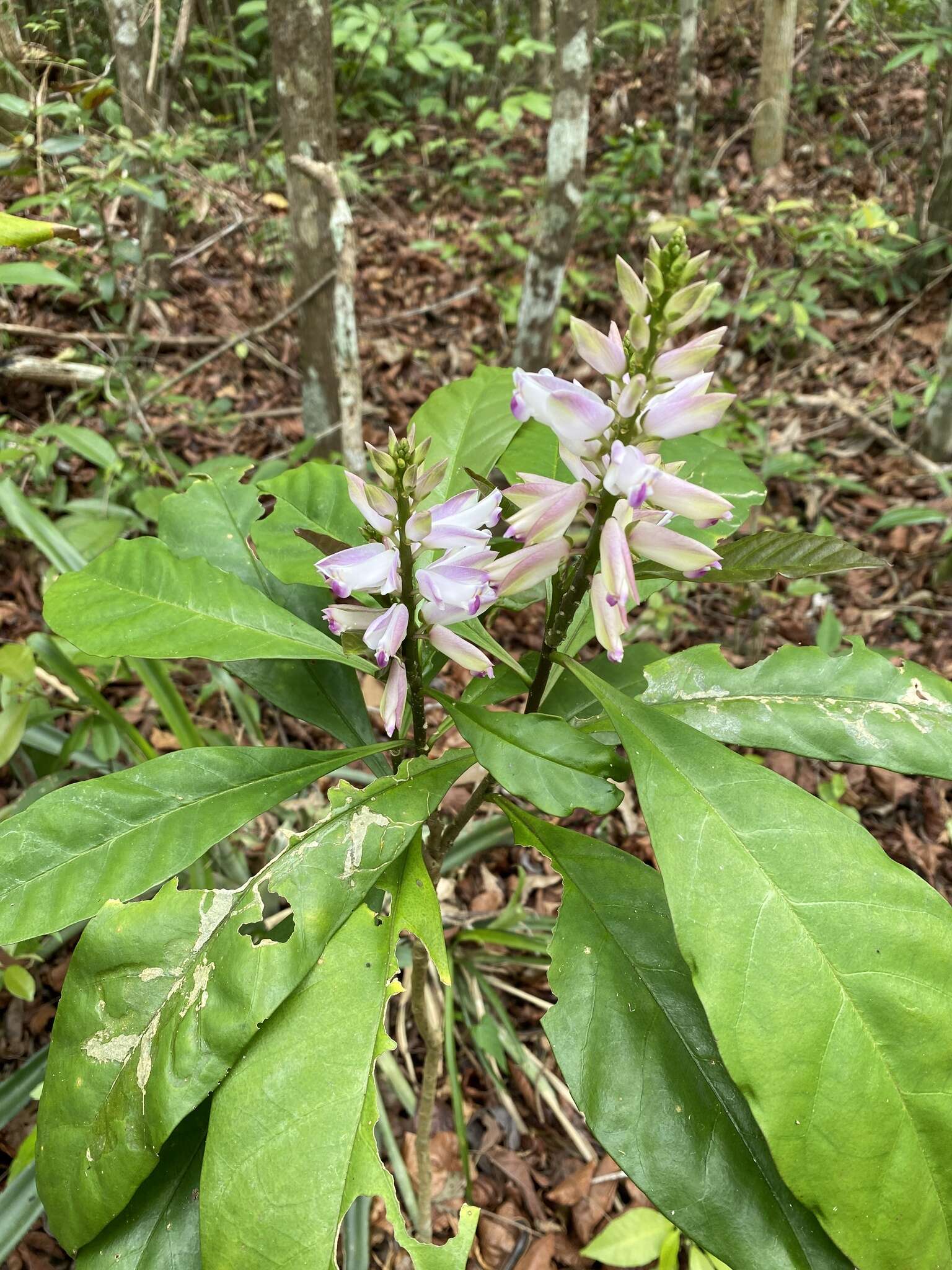 Caamembeca grandifolia (A. A. St.-Hil. & Moq.) J. F. B. Pastore的圖片