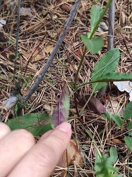 Sivun Veronica spicata subsp. paczoskiana (Klokov) Kosachev kuva