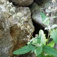 Sivun Buddleja racemosa subsp. racemosa kuva