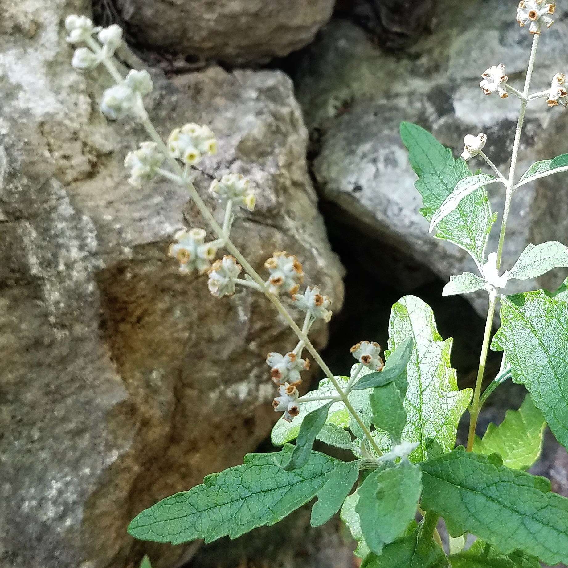 Sivun Buddleja racemosa subsp. racemosa kuva