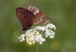 Image of scotch argus