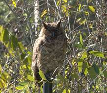 Image of South American Great Horned Owl