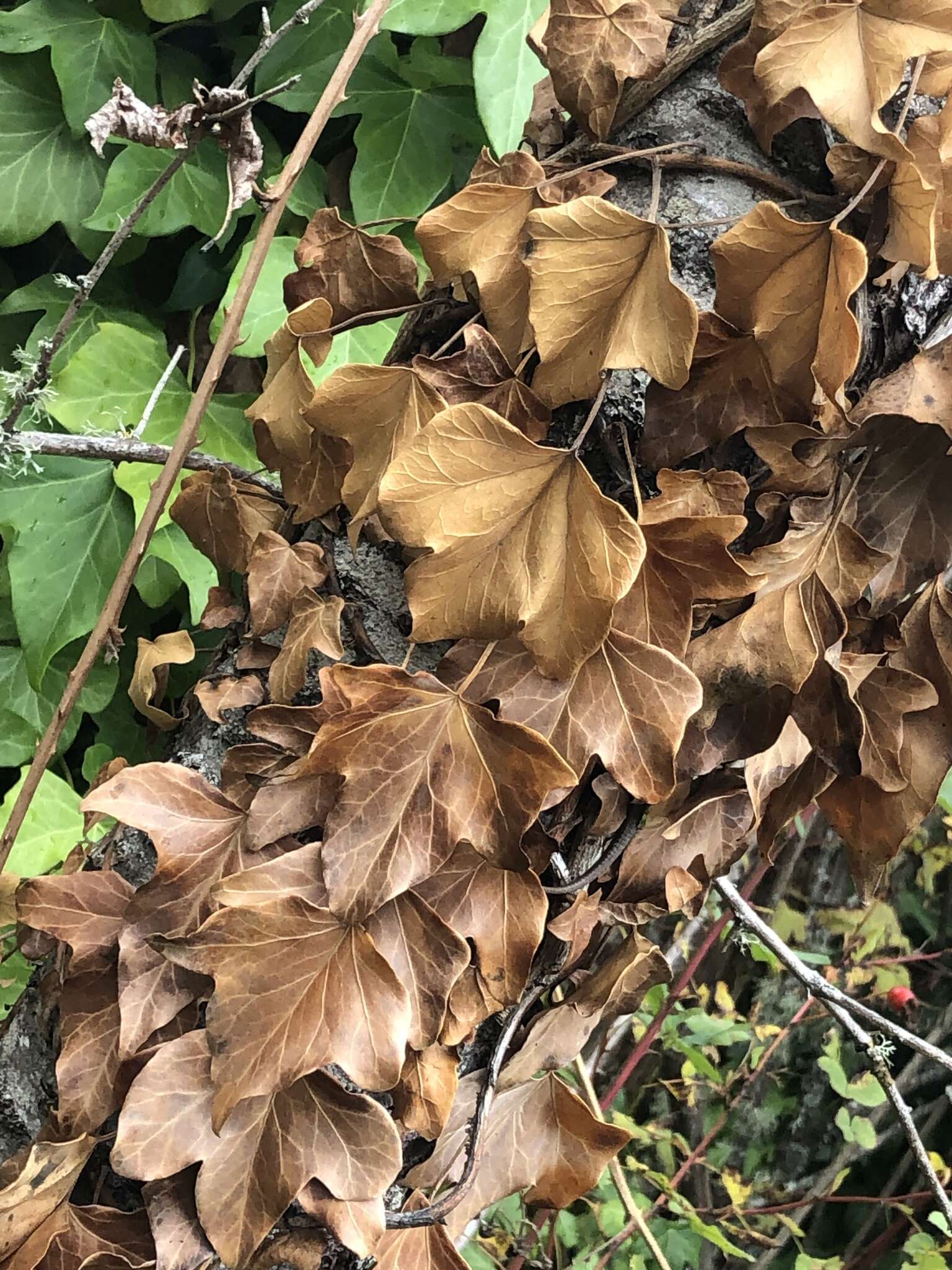 Imagem de Hedera helix f. helix