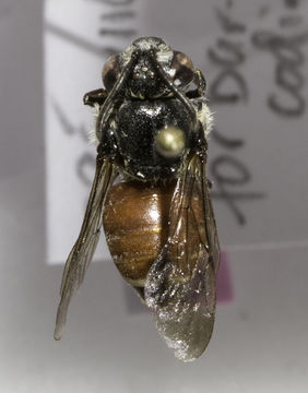 Image of Ammobatoides