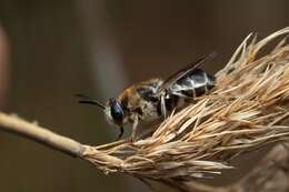 صورة Stratiomys longicornis (Scopoli 1763)