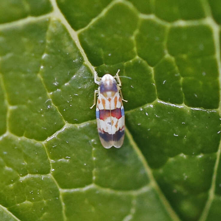 Image of Erythroneura integra McAtee 1920