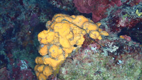 Image of Maltese sponge