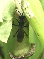 Image of Spider wasp