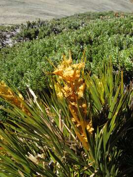 Image of Celmisia ramulosa Hook. fil.