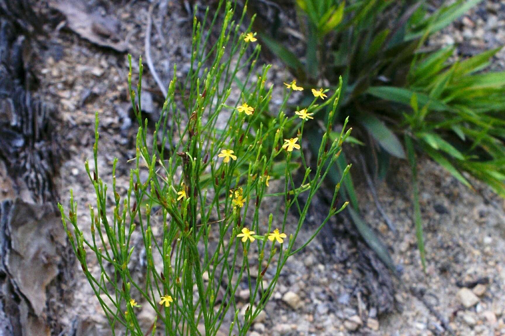 Image of orangegrass