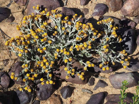 Helichrysum aureofolium O. M. Hilliard resmi