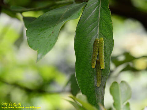 Image of <i>Papilio epycides</i>