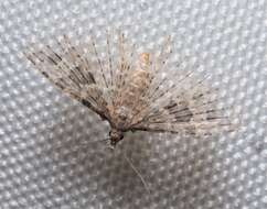 Image of twenty-plume moth