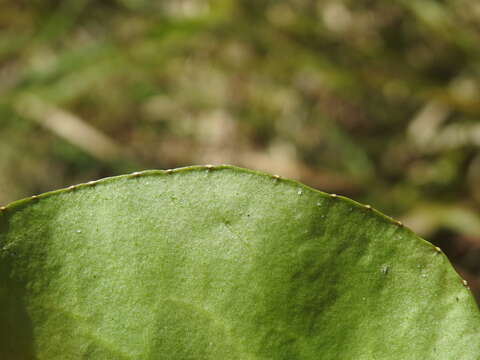 Image of Liparophyllum exaltatum (Sims) Tippery & Les