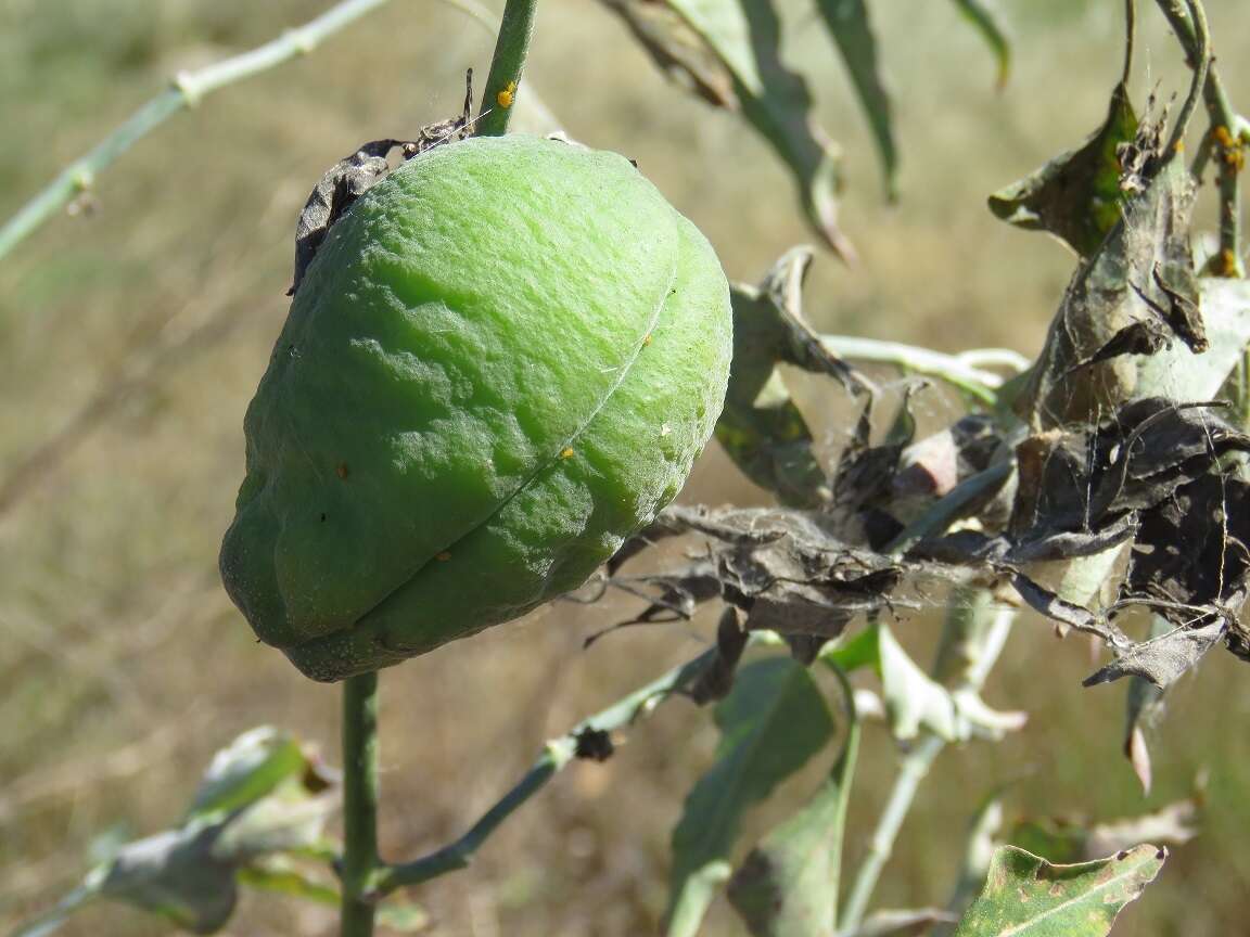 صورة Araujia odorata (Hook. & Arn.) Fontella & Goyder