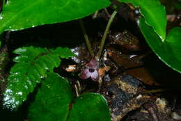 Imagem de Asarum caudigerum Hance