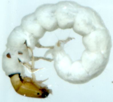 539.byrn byrn13 c11 1381430270 jpg.580x360