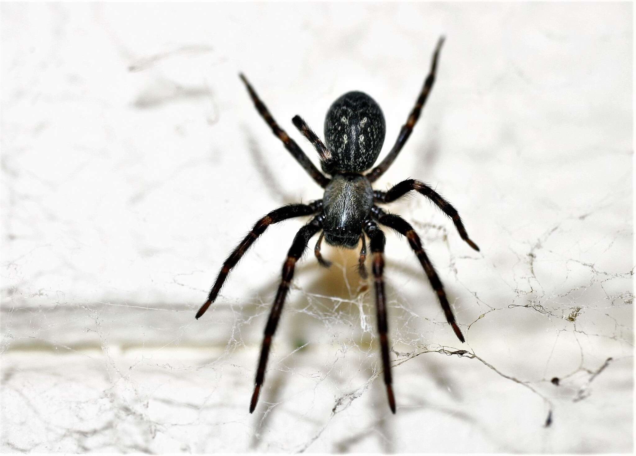 Image of Black house spider