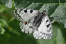 Parnassius ariadne (Lederer 1853) resmi