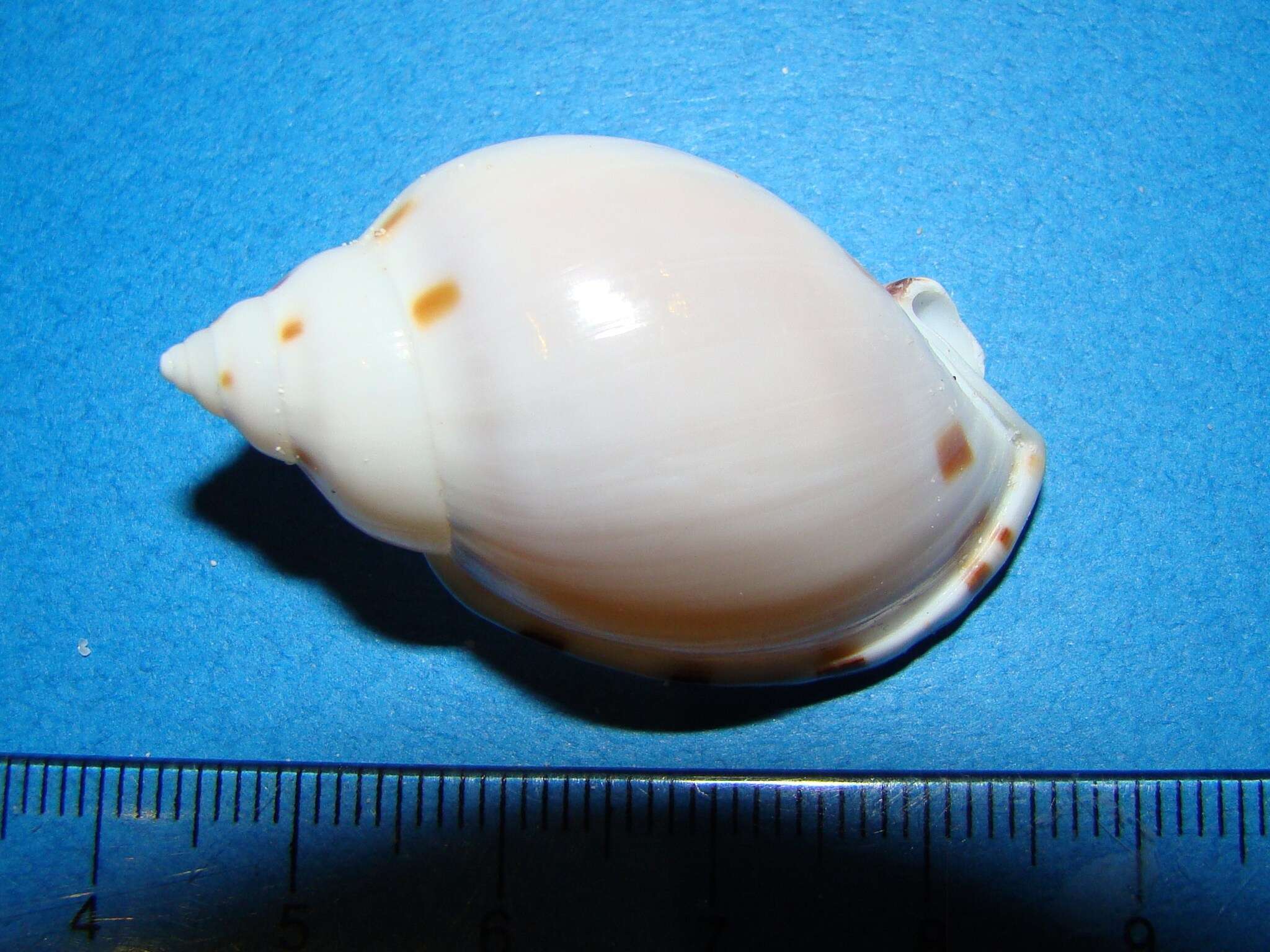 Image of Agate Helmet