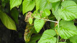 Image of Cissus kerrii Craib