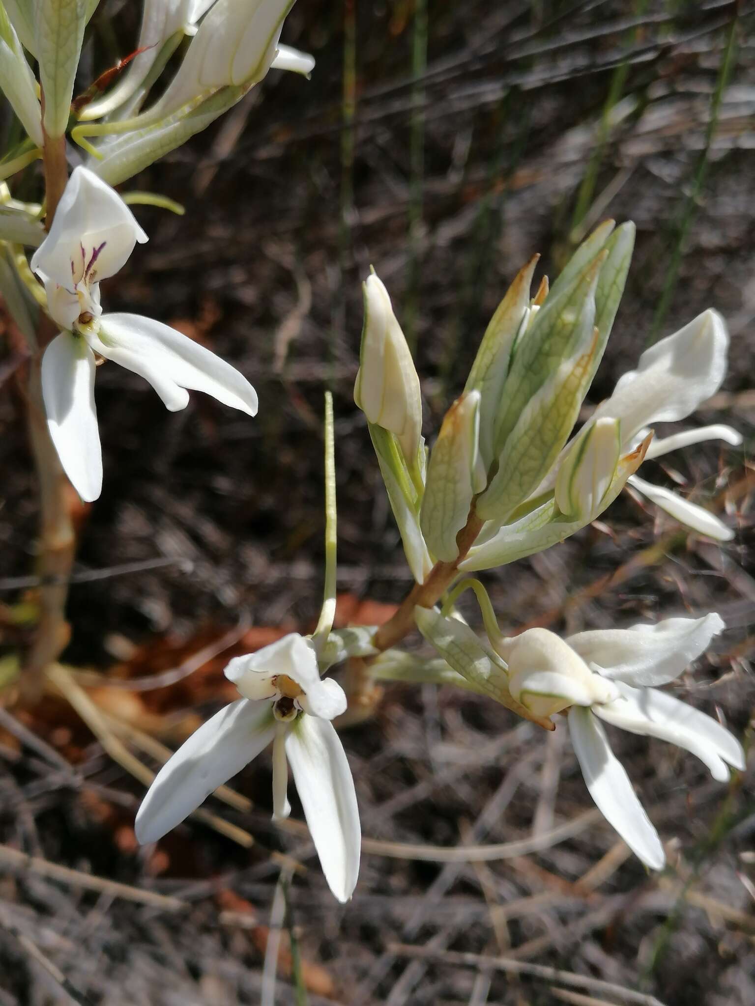 Sivun Disa draconis (L. fil.) Sw. kuva