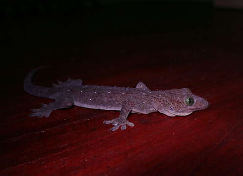 صورة Gekko albofasciolatus (Günther 1867)