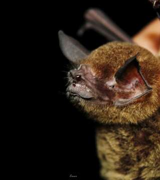 Image of ghost-faced bats