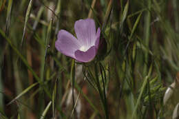 Image of fringed checkerbloom