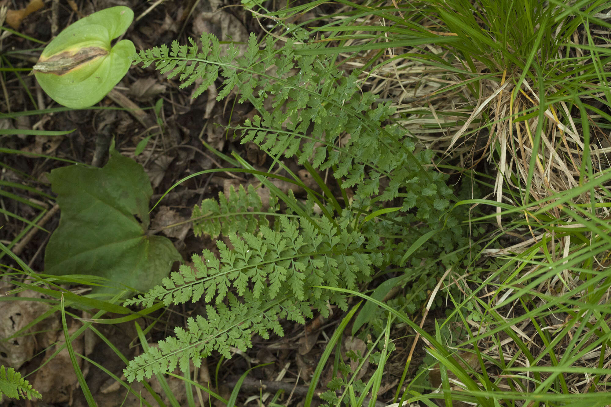 Plancia ëd Asplenium incisum Thunb.