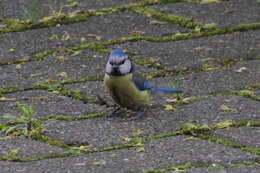 Image of Tit