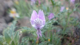 Image de Schizanthus lacteus Phil.