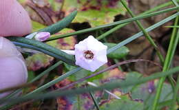 Image of Andromeda polifolia L.