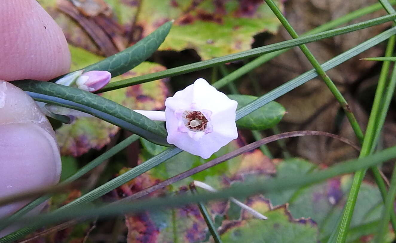 Image of Andromeda polifolia L.