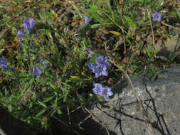 Echium bonnetii Coincy的圖片