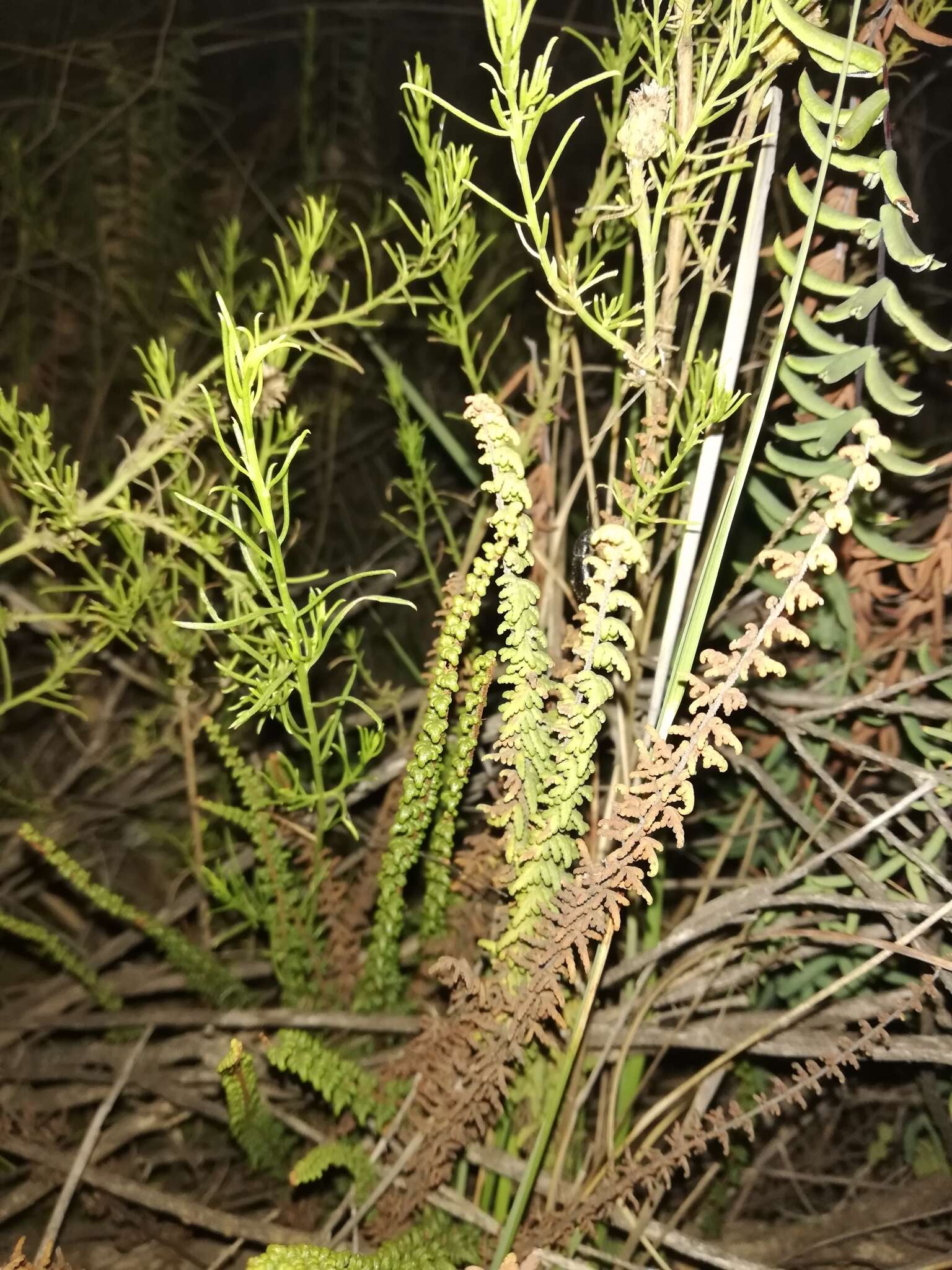 Sivun Cheilanthes mathewsii Kunze kuva